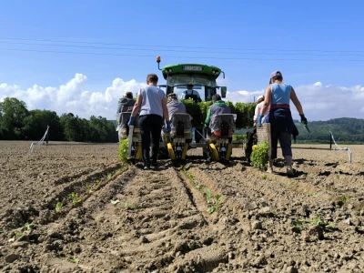Suradnja Timac Agra s Agroduhanom - sadnja duhana