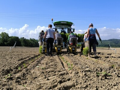 Suradnja Timac Agra s Agroduhanom - sadnja duhana
