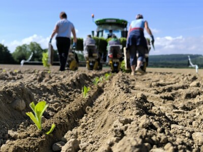 Suradnja Timac Agra s Agroduhanom - sadnja duhana