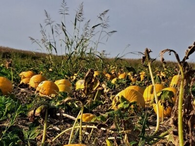 Suša je prepolovila i očekivani urod buča uljarica