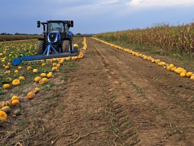 Suša je prepolovila i očekivani urod buča uljarica