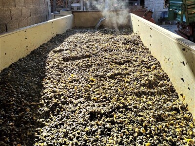 Suša je prepolovila i očekivani urod buča uljarica