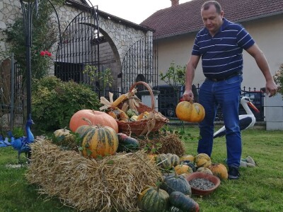 Suša je prepolovila i očekivani urod buča uljarica