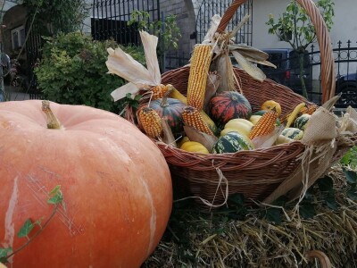 Suša je prepolovila i očekivani urod buča uljarica