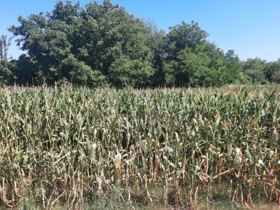 Suša - kukuruz