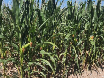 Suša - kukuruz