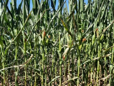 Suša - kukuruz