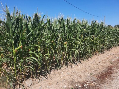 Suša - kukuruz