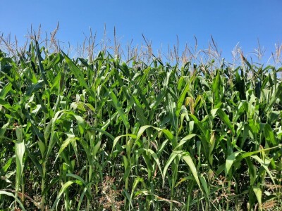 Suša - kukuruz