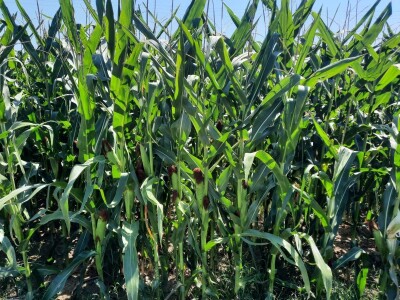Suša - kukuruz