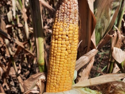 Suša - kukuruz