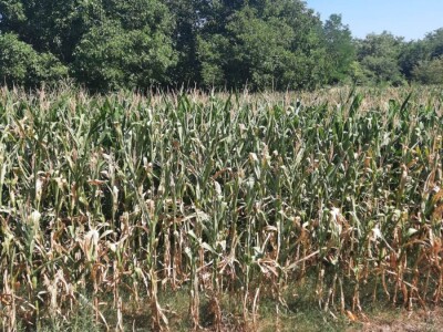 Suša - kukuruz