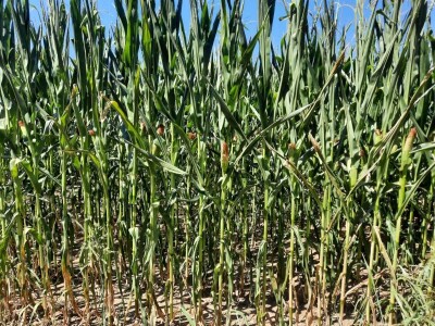 Suša - kukuruz