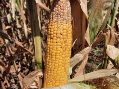 Suša desetkovala kukuruz u Posavini
