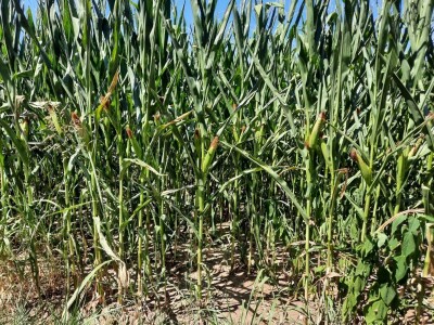 Suša - kukuruz