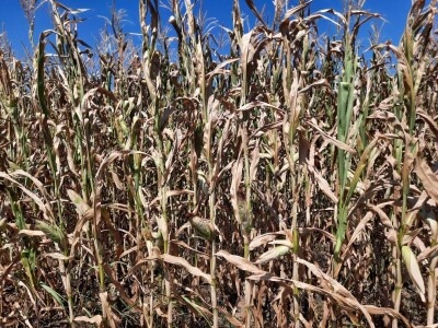 Suša - kukuruz