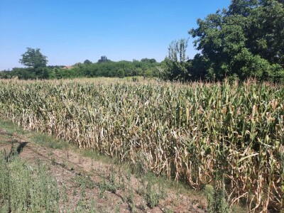 Suša - kukuruz