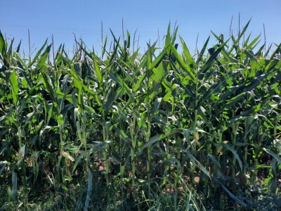 Suša - kukuruz