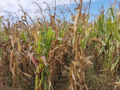 Suša ostavila traga na kukuruzu Suša ostavila traga na kukuruzu