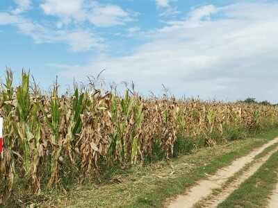 Suša ostavila traga na kukuruzu Suša ostavila traga na kukuruzu