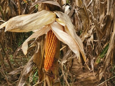 Suša ostavila traga na kukuruzu Suša ostavila traga na kukuruzu