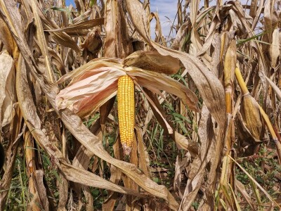 Suša ostavila traga na kukuruzu Suša ostavila traga na kukuruzu