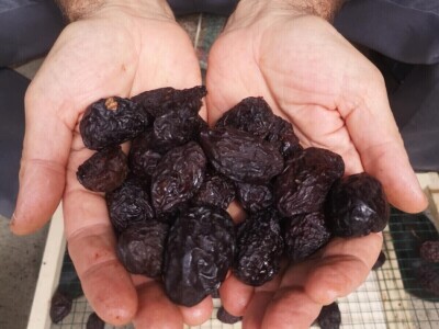 Sušara Ediba Balića i pogon za preradu Asima Dedića Sušara Ediba Balića i pogon za preradu Asima Dedića