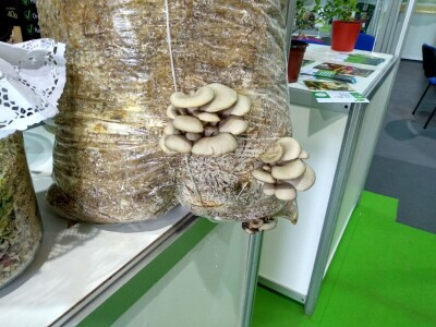 Sušene pečurke Ekofungi