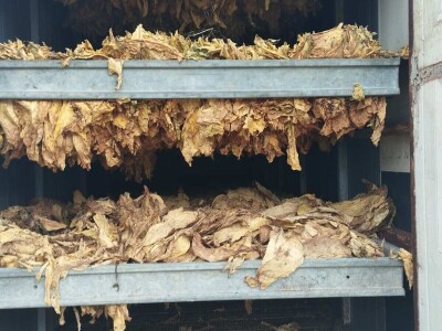 Sušenje duhana, oduzeta roba