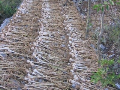 Sušenje izvađenog češnjaka u ambijentu dalmatinskog krša