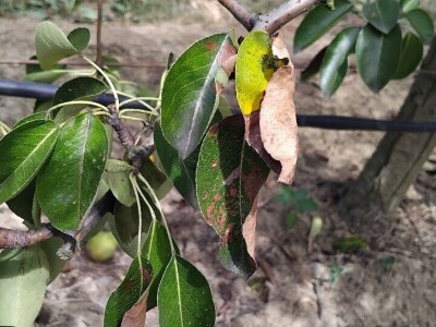 Sušenje listova na kruškama