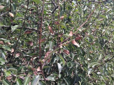 Sušenje listova na kruškama