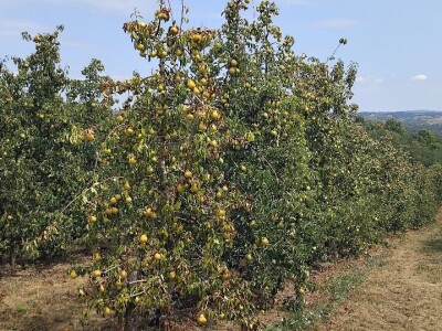 Sušenje listova na kruškama