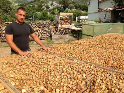 Sušenje smokava na prirodan način u Peračkom blatu nadomak ušća Neretve i Grada Ploče