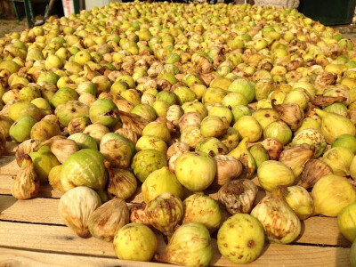 Sušenje smokava OPG Ostojić u Peračkom Blatu