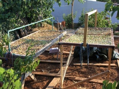 Sušenje smokava 2014.