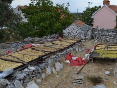 Sušenje smokava u Dalmaciji