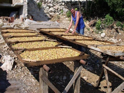 Sušenje smokava u Dalmaciji prema tradiciji