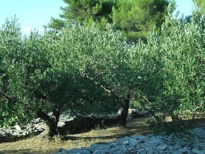 Sušenje smokava u masliniku