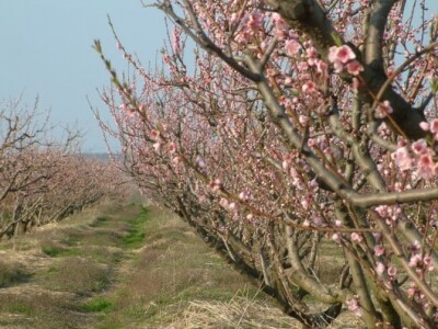 Sušenje voćaka breskve u punoj cvatnji snimljene 8. travnja