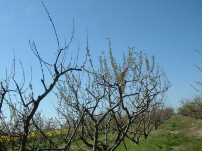 Sušenje voćaka breskve - snimljeno jučer