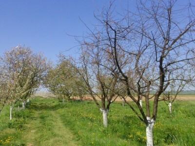 Sušenje voćaka višnje