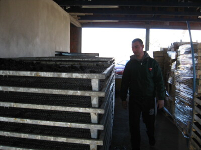 Suve šljive - čista matematika