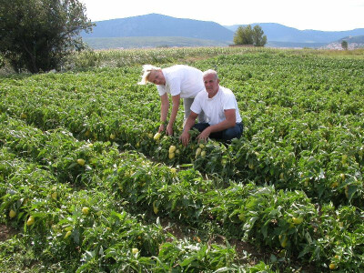 Supružnici Darko i Suzana beru paprike u Sinjskom polju