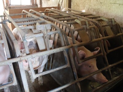 Suzana sama vodi brigu oko 15 krmača