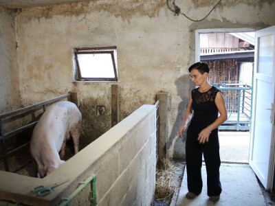 Suzana sama vodi brigu oko 15 krmača