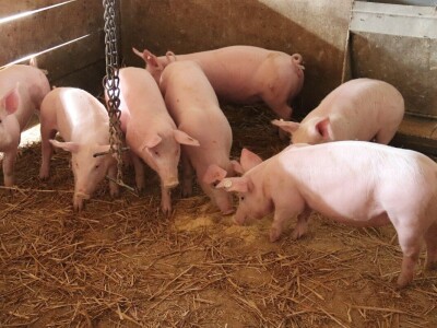 Suzana sama vodi brigu oko 15 krmača