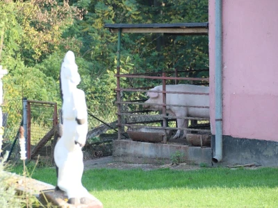 Suzana sama vodi brigu oko 15 krmača