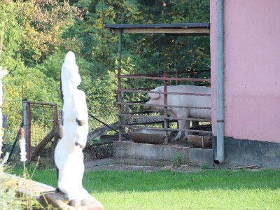 Suzana sama vodi brigu oko 15 krmača