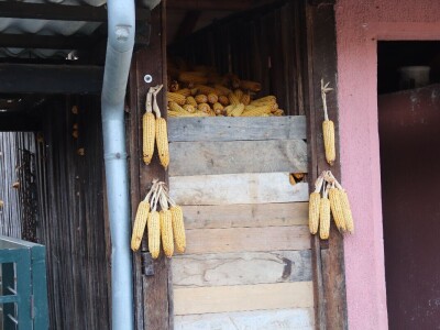 Suzana sama vodi brigu oko 15 krmača